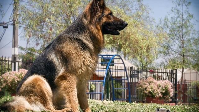 7 Reasons People Prefer The German Shepherd Over Other Dogs смотреть онлайн