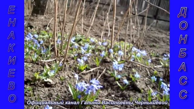 "Дачные истории". 09.03.2020 | Обзор дачного участка. Пролески. смотреть онлайн