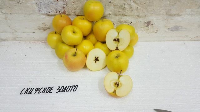 Яблоня Скифское Золото / Иммунный к парше сорт