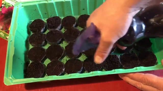 Как посеять петунию 2020. Сажаю только так