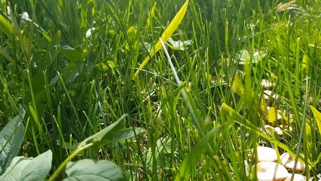 Луговые опята в саду. смотреть онлайн