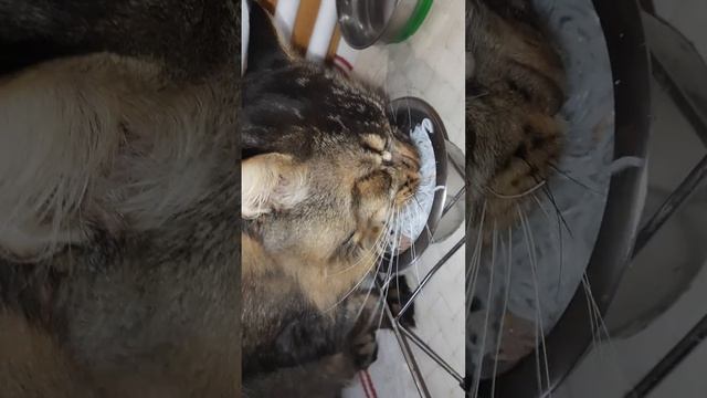 Завтрак кота, д-401 Фунчоза,  мясо свинины отварное