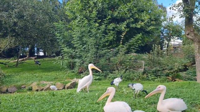 Bird Park Heiligenkirchen. Птичий парк 2023 г. смотреть онлайн
