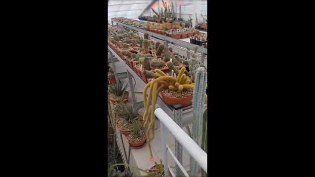 Кактусы Дмитрия Дёмина смотреть онлайн