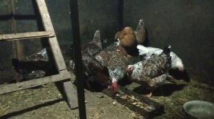 Ливенская ситцевая. Достоинства и недостатки.