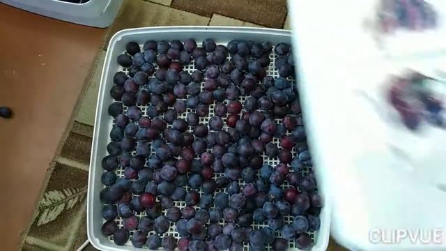 Заготовка сливы садовой на зиму