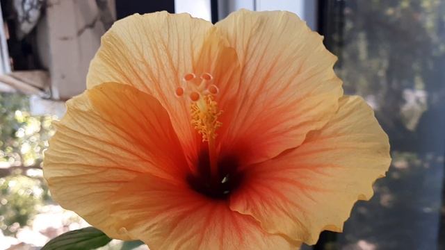 Любые цветы хороши в доме и на работе. Гибискус, гипоцирта, муррайя, стефанотис, колумнея..... смотреть онлайн