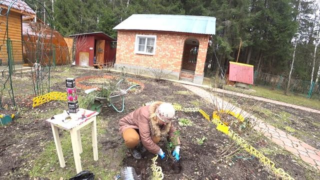 РОЗА В КОРОБКЕ. ПОСАДКА РОЗЫ НА КЛУМБУ (ЧАСТЬ 2) смотреть онлайн