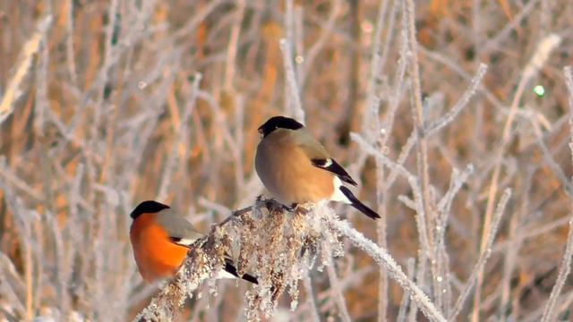 ФУТАЖ СНЕГИРИ