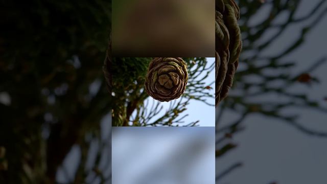 Гигантские секвойи Пожары как ключ к процветанию смотреть онлайн