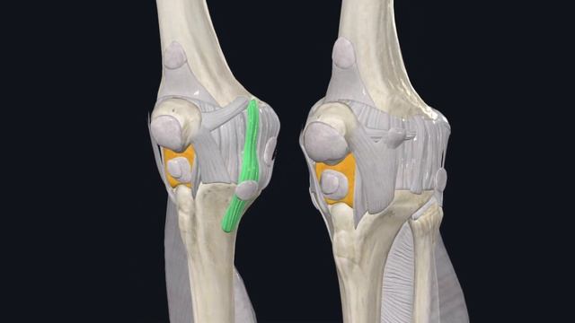 Коленный сустав анатомия / Артрология
