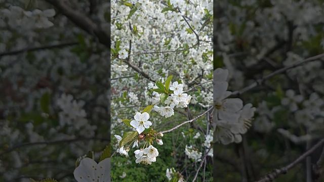 Цветёт вишня🌸🌸🌸Вишнëвый сад#весна#сад#дерево#подпишись смотреть онлайн