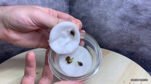 Мандарин дома. Шаг за шагом | Выращивание мандарина из косточки [СНАЧАЛА БЫЛО СЕМЕЧКО]