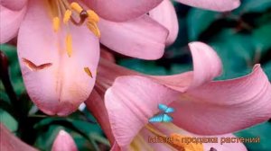 Лилия трубчатая Пинк Перфекшн ? обзор: как сажать, луковицы лилии Пинк Перфекшн