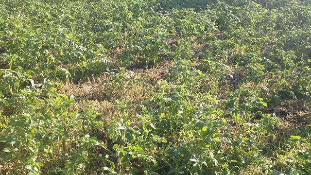 Часть 3. На картофельном поле. Борьба с сорняком. Лазуритом. смотреть онлайн