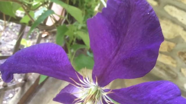 Clématite,- Clematis 'jackmanii Superba' plus légère que l'&ther смотреть онлайн