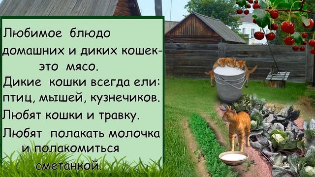 Моё любимое животное смотреть онлайн