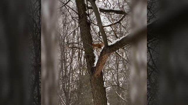 Squirrel life in winter \\ Жизнь белок зимой смотреть онлайн