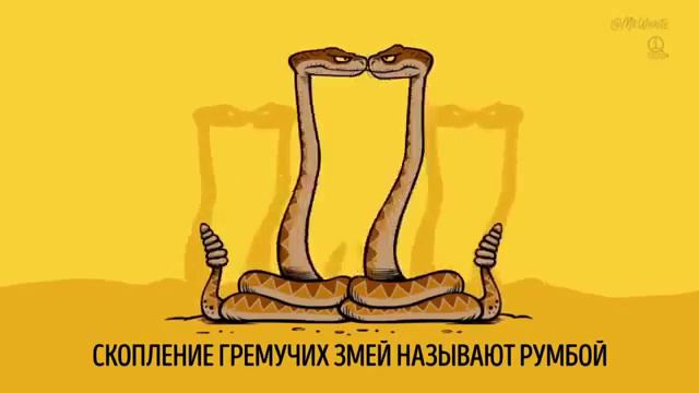 смешные факты о животных №1 ставьте лайки смотреть онлайн