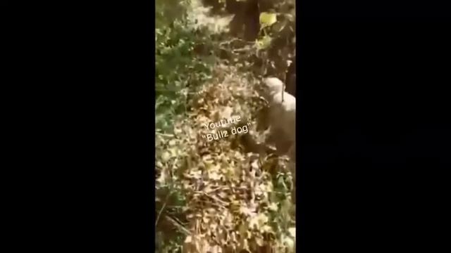 Реальный бой Волкодава и Волка! смотреть онлайн
