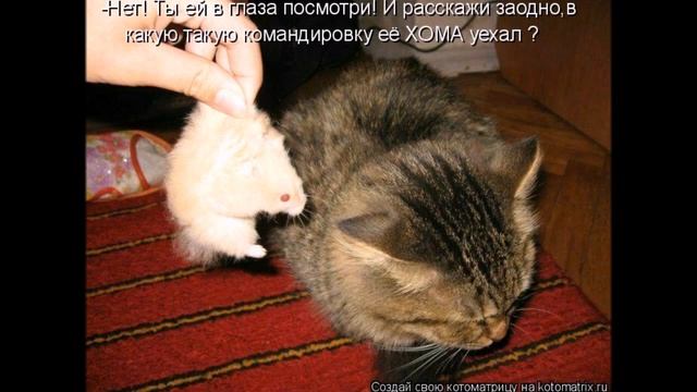 Смешные картинки про кошек и котят Выпуск №58  FUNNY CATS СМЕШНЫЕ КОШКИ