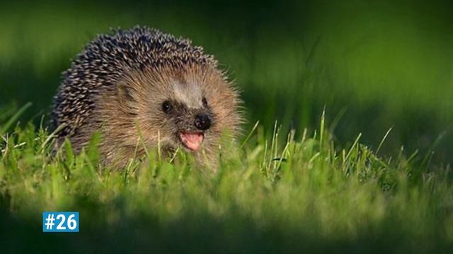 50 Животных, Которые Умеют Улыбаться Лучше Тебя смотреть онлайн