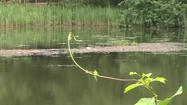 17 06 Могилев 2 Если заблудился в лесу смотреть онлайн