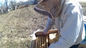 Весеннее сокращение гнезда, чтобы получить много расплода и бурное развитие весной