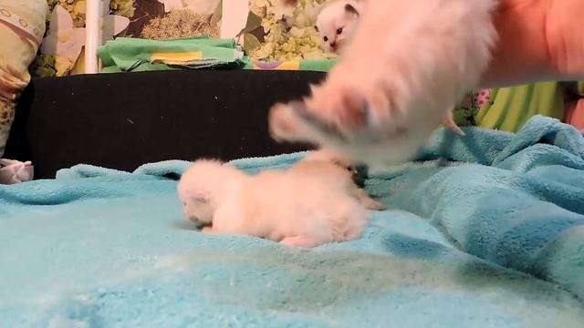 Котята рэгдолл открыли глаза (Ragdoll Cat) смотреть онлайн