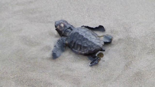 Turtle Newborn Kalamaki Zakynthos & ARCHELON volunteer смотреть онлайн