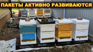 Развитие пчелопакетов.