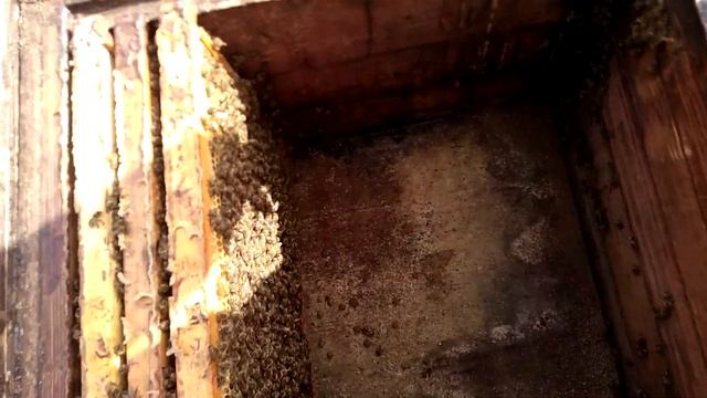 В Подмосковье зацвела алча смотреть онлайн