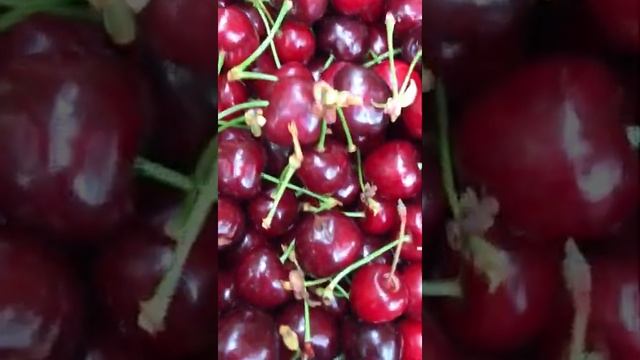 Черешня Чкалов смотреть онлайн