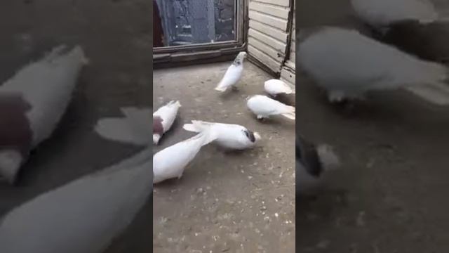 АРМЯНСКИЕ ГОЛУБИ 🕊 6.03.2022 смотреть онлайн