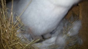 Крольчиха рожает