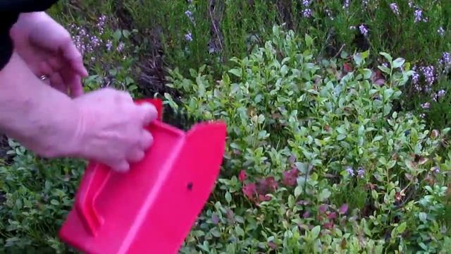 Vaccinium vitis-idaea смотреть онлайн