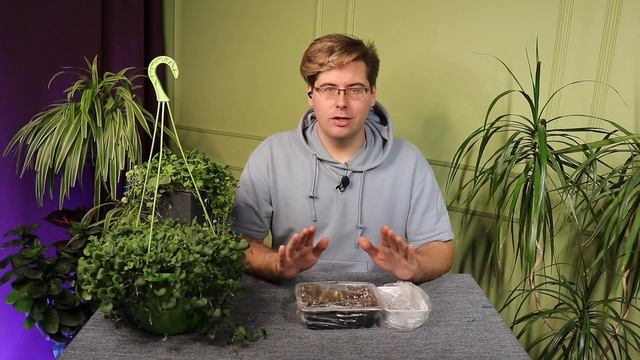 Дихондра — о посеве семян на рассаду, выращивании и уходе смотреть онлайн