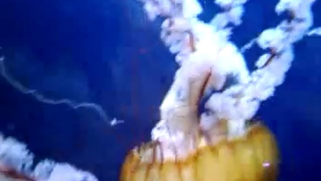 Разноцветные медузы в Аквариуме. смотреть онлайн