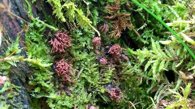 Gemeines Fadenkeulchen, Gemeines Fadenstäubchen, Stemonitis axifera смотреть онлайн