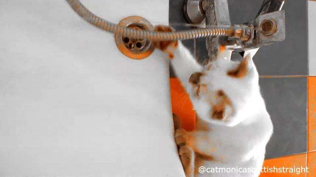 Кошка И Водные Процедуры | Ванна Кошки Моники | Веселая Кошка В Воде С Душем смотреть онлайн