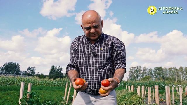 Семена Гибридных Томатов – СЕВЕРёНОК F1 смотреть онлайн