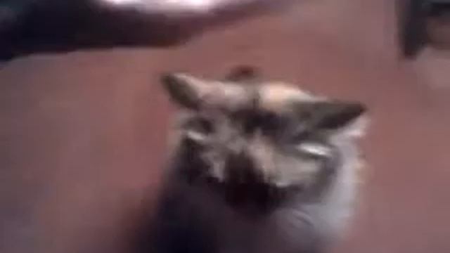 Чудеса дрессировки с кошкой Лапочкой смотреть онлайн