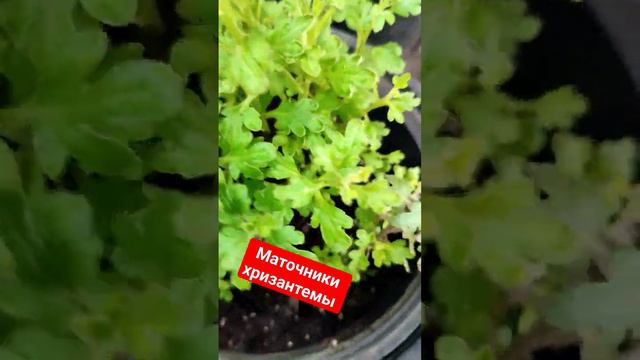 Наростают хризантемы на черенки смотреть онлайн