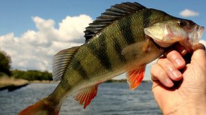 Оснастка для спиннинга с отводным поводком.