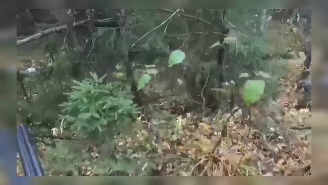 Встреча Человека с Медведем ?, Человек и Медведица, Интересное видео, Природа, Животные, Эмоции ??❗ смотреть онлайн