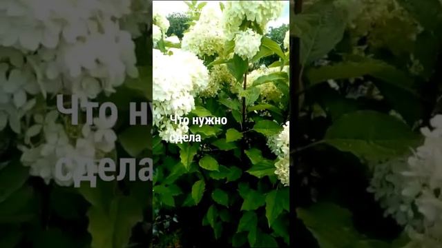 Как вырастить сильную, обильно цветущую гортензию? смотреть онлайн