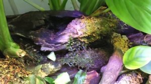 Красный Дьявол - пресноводный краб ! Содержание , уход в общем аквариуме.