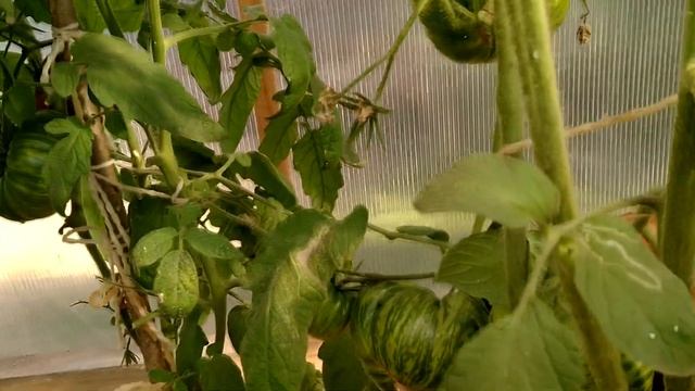 Двойняшки и Тройняшки. Томаты в обзоре! смотреть онлайн