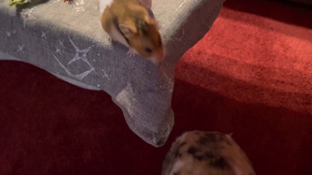 Дуся девочка, а девочки любят цветы! смотреть онлайн