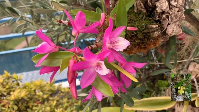 Dendrobium. Дендробиум. Dendrobium trantuanii, dendrobium Akazukin, dendrobium cuthbertsonii. смотреть онлайн
